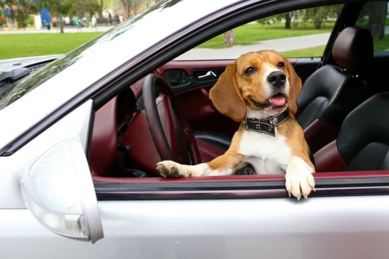 Chien Beagle voiture