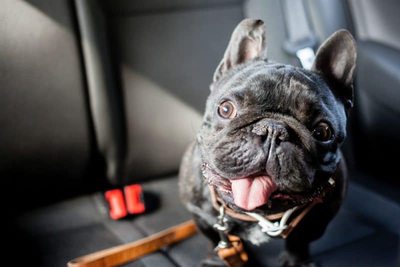 Bulldog siege arriere de la voiture
