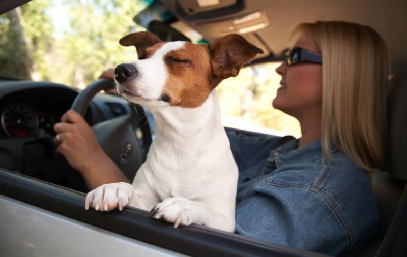 Chien qui adore la voiture