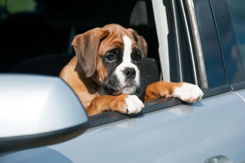 Chien boxer triste à la fenetre de la voiture