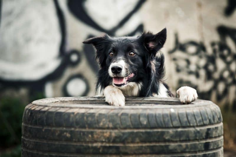 Chien qui joue avec un pneu