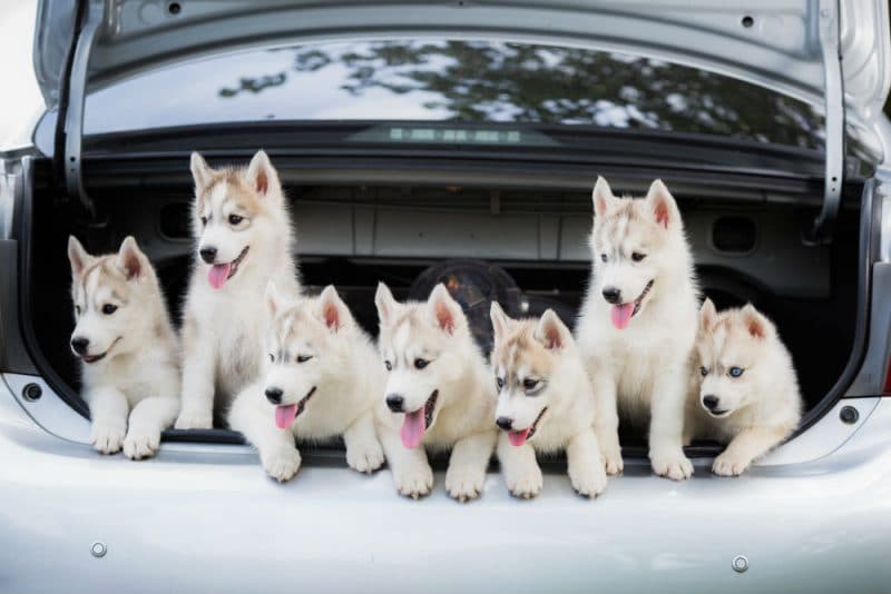 Plusieurs Husky dans le coffre de la voiture