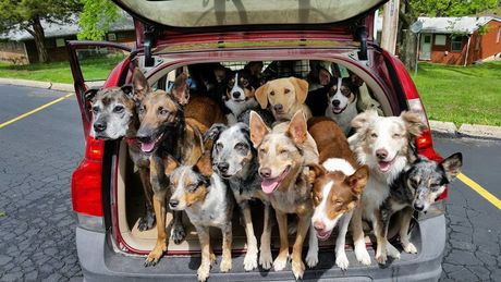 Chiens dans un coffre de voiture