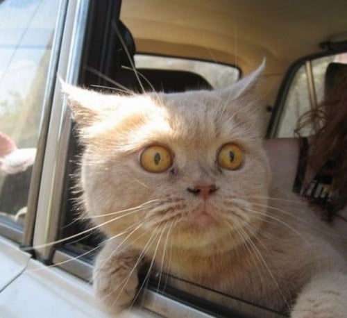 Chat peureux à la fenetre d une voiture