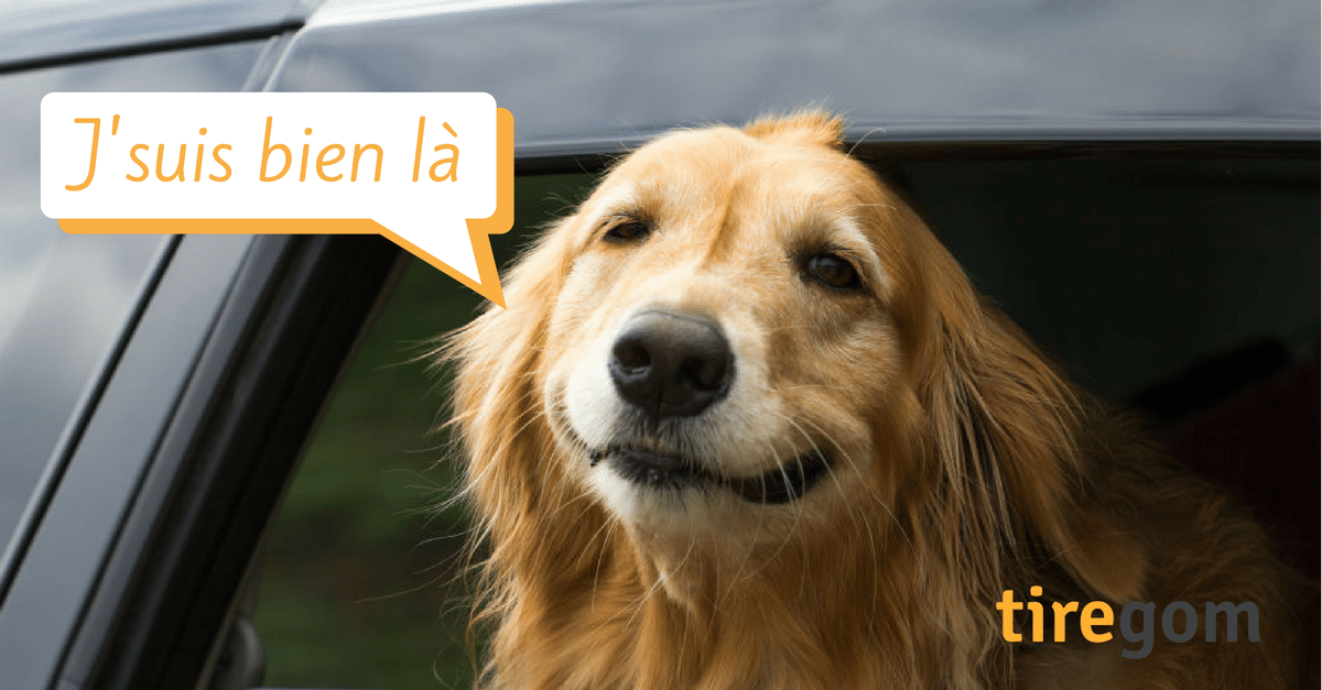 chien aime auto