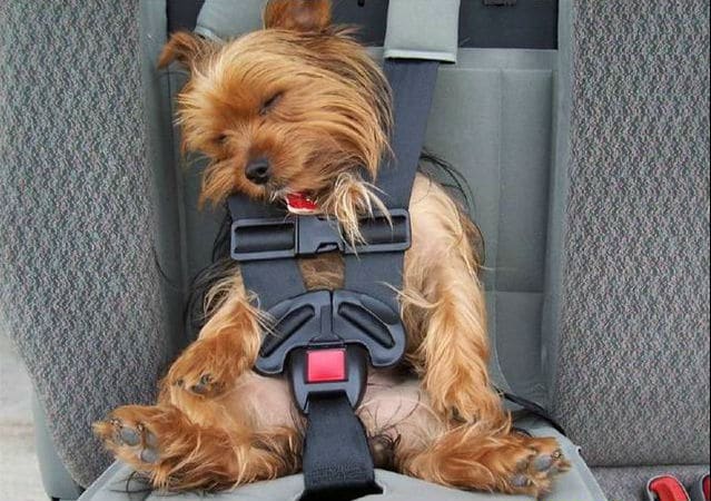 chien qui dort dans une voiture