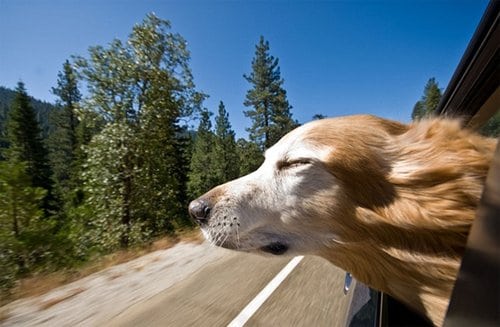 chien ferme les yeux a la fenetre d une voiture