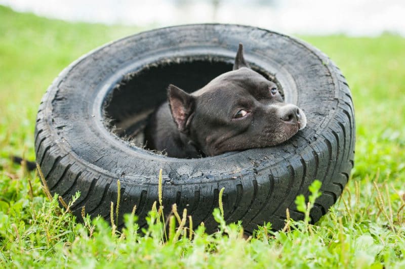 chien dans un pneumatique