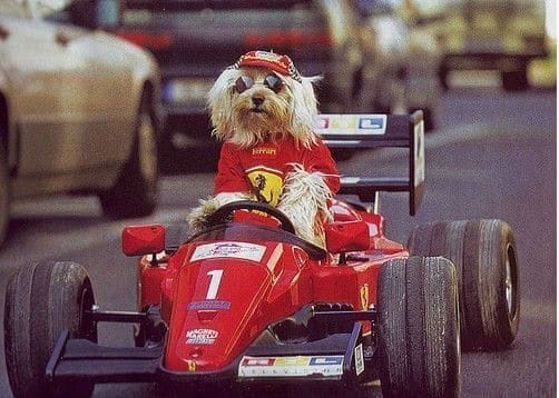 chien habille en pilote de voiture course