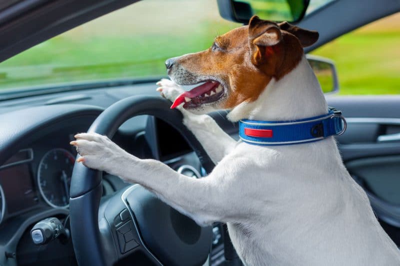 chien au volant d une voiture