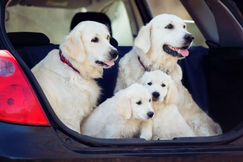 famille golden retriever dans le coffre coffre