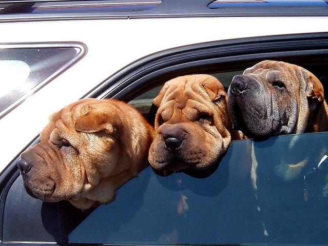 Chien Shar Pei dans une voiture
